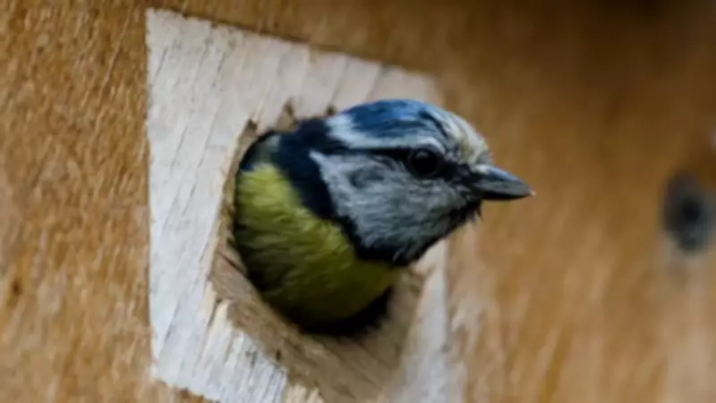 National Nestbox Week: Expert Guide to Help Urban Birds Thrive in Your Garden