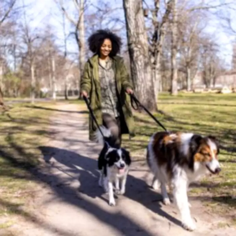 New Dog Laws from March 2026 Bring Stricter Penalties for Livestock Attacks