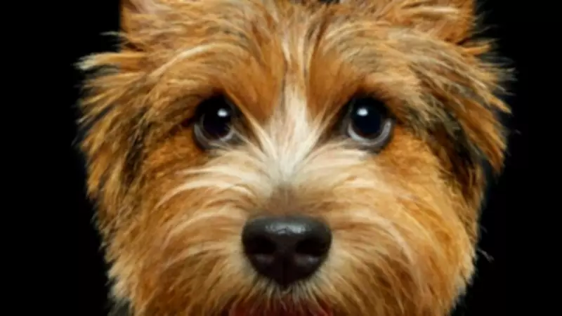 Norwich Terrier Among UK's Most Vulnerable Native Dog Breeds