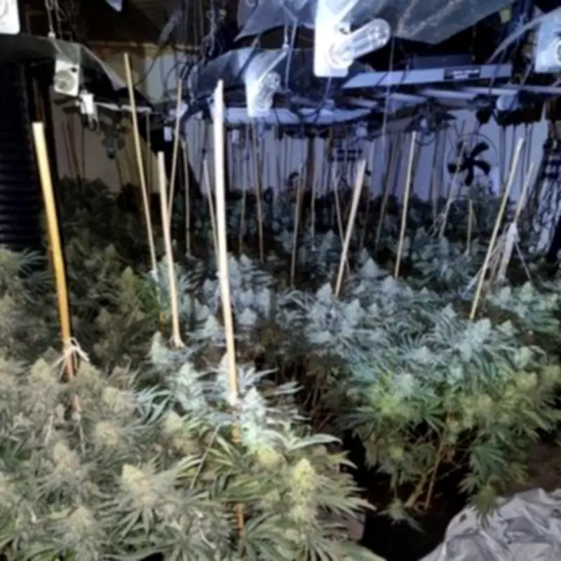 Police Bust Two Major Cannabis Farms in Birmingham Worth Over £700k