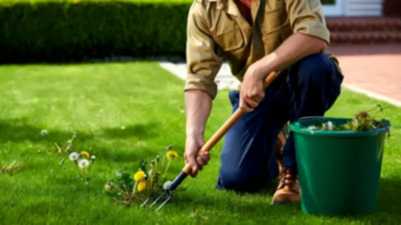 Professional Gardeners Can Help You Win the Battle Against Weeds and Moss