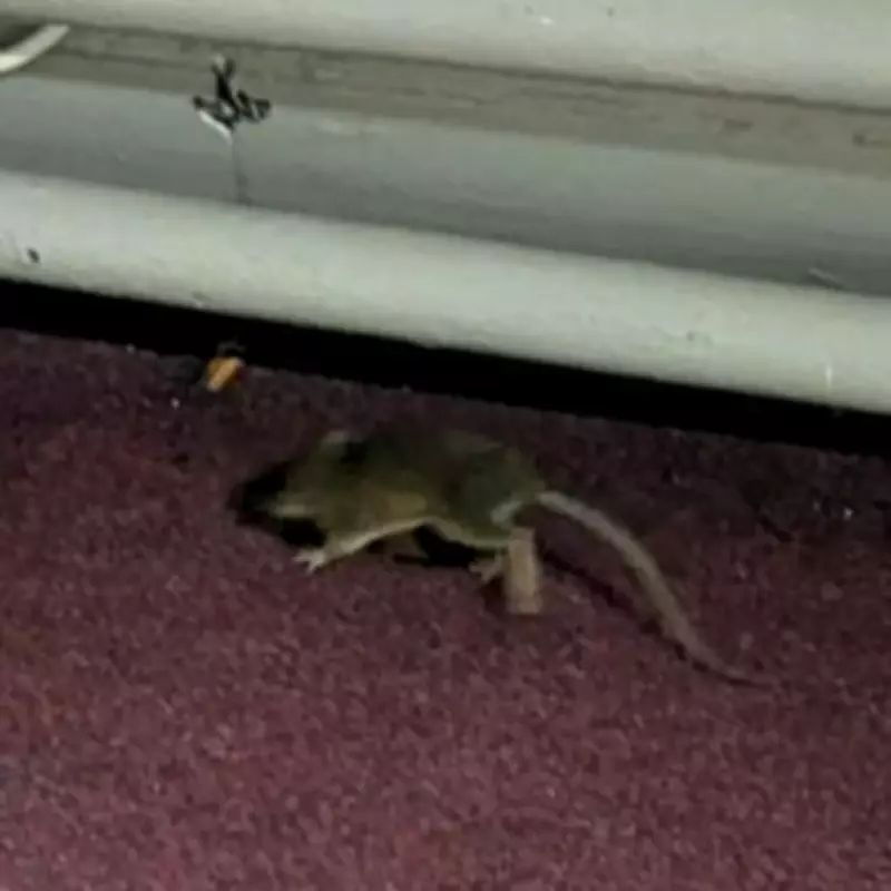 Rat Sighting at Birmingham Council House Prompts Immediate Pest Control Response