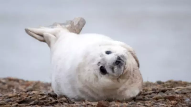 Record Seal Pup Births at Former Cold War Site in Suffolk