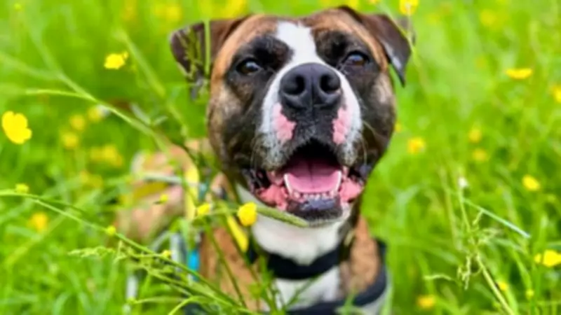 Rosie the Boxer Cross Awaits Forever Home After 775 Days at Dogs Trust Manchester