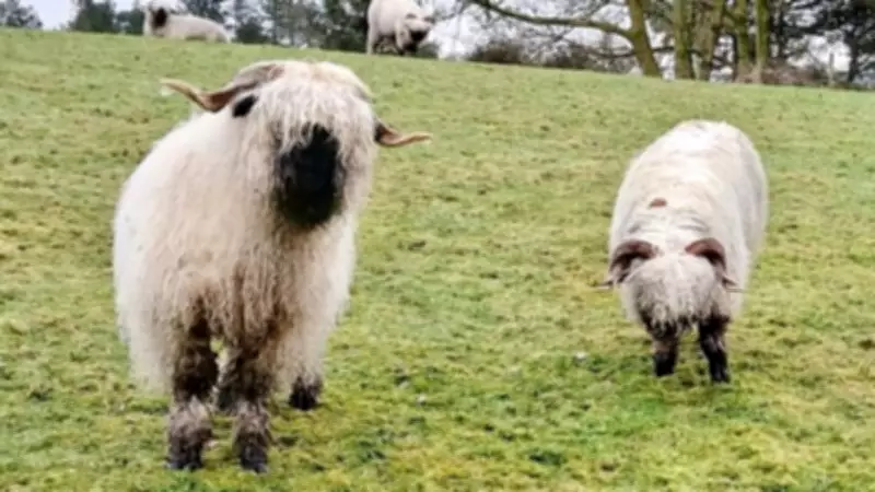 Rossendale Ramblers Brave Rain for Historic Walks, Plan Upcoming Spring Hikes