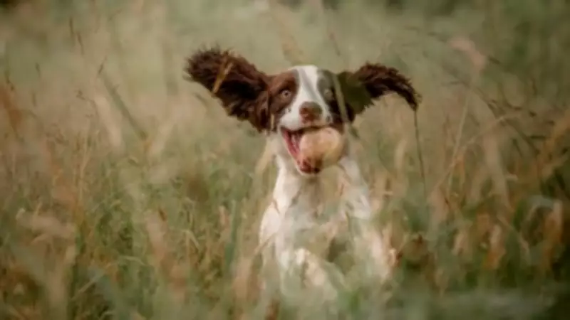 RSPCA Chesterfield Launches Free Wills Service to Support Animal Rescue