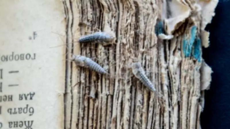 Silverfish Invade UK Homes: Natural Deterrents and Prevention Tips