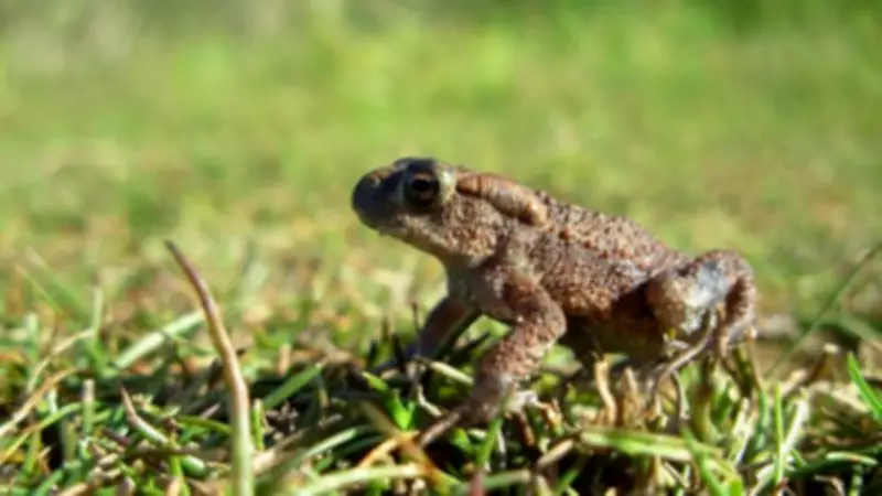 Spring Amphibian Activity Surges on Sefton Coast as Climate Changes