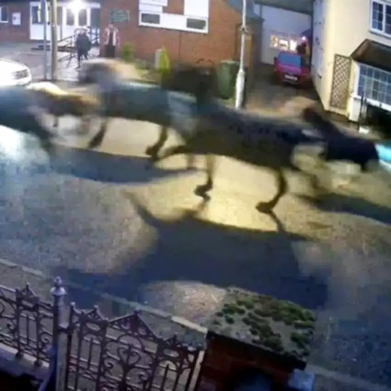 Stampede of Runaway Horses Disrupts Peaceful Nottinghamshire Village