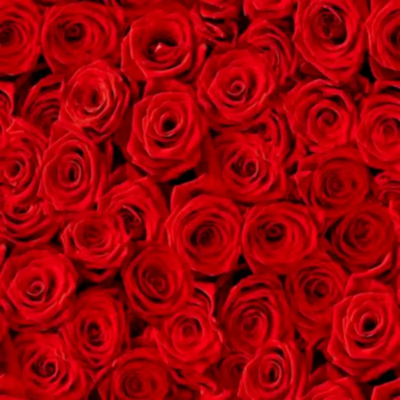 Supermarket Price War: Valentine's Roses Under £4 at Aldi and Morrisons