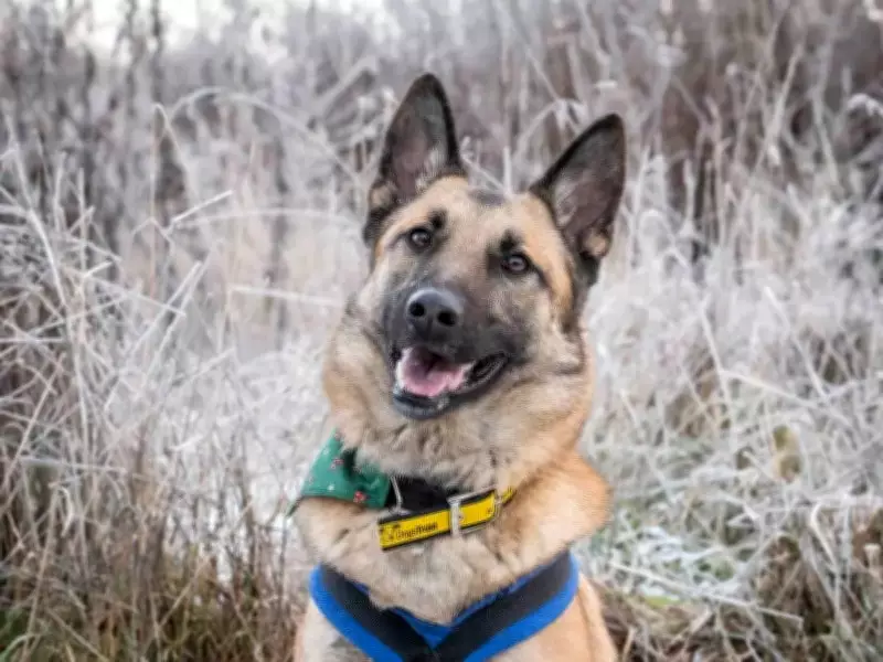 Ten Loving Dogs in the West Midlands Urgently Seek Forever Homes