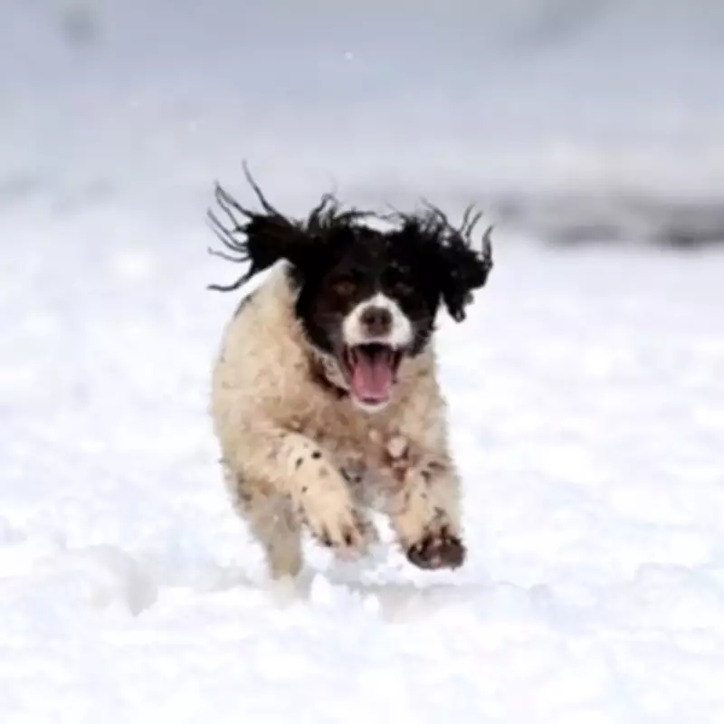 UK Braces for 48-Hour Snow Bomb with Up to Eight Inches Forecast