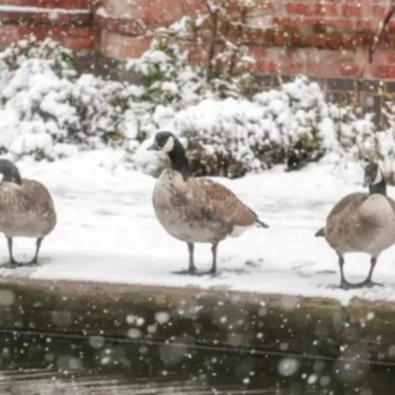 UK Snow Bomb Forecast Brought Forward to Hit from February 13
