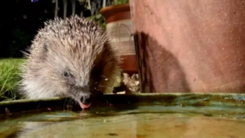Urban Hedgehog Recovery: Wythenshawe Leads Nature Revival with Community Project