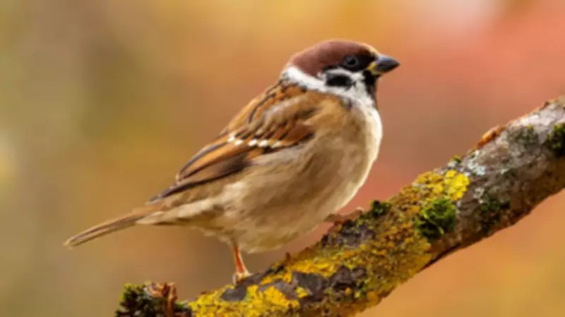 Volunteers Build 100+ Nesting Boxes to Aid Critically Endangered Tree Sparrows