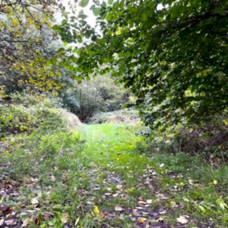 Walsall Council to Approve £1m and 125-Year Lease for New Free School in Reedswood Park