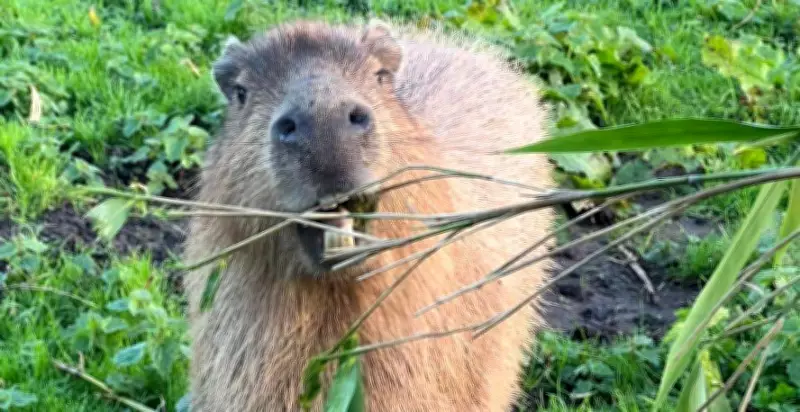 West Midlands Zoo Embraces Muddy Fun Amid Persistent Rain