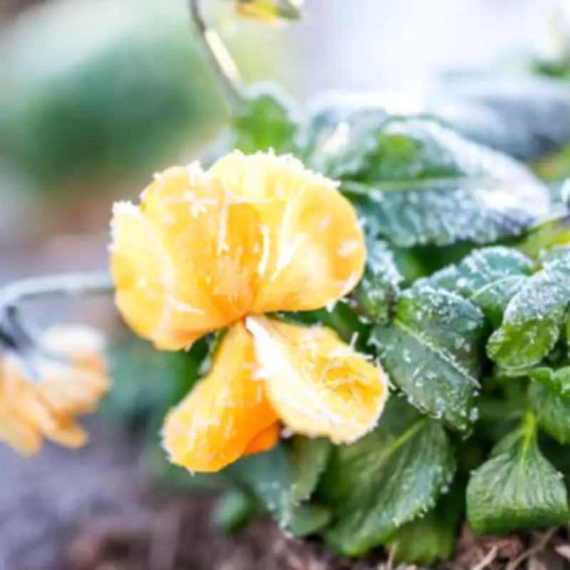 Winter Pruning Guide: Electric Tools Transform Garden Preparation for Spring