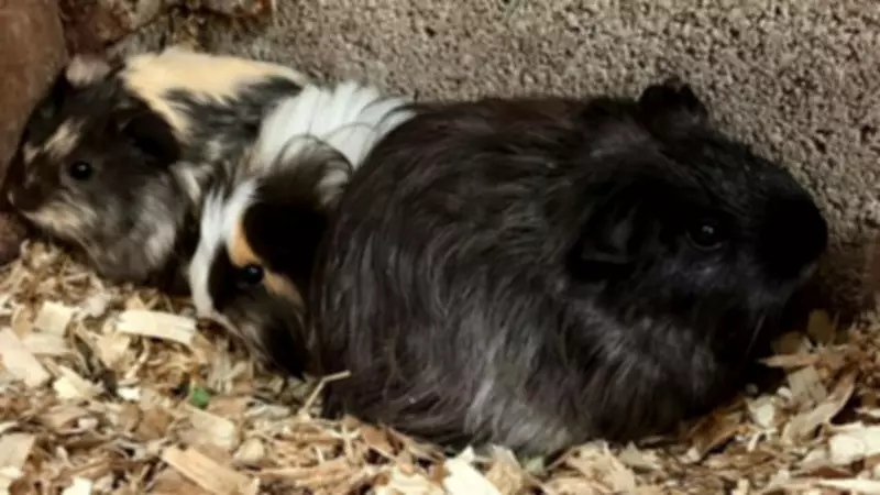 Woodlands Animal Sanctuary Welcomes 32 New Animals, Including Guinea Pigs and Cats