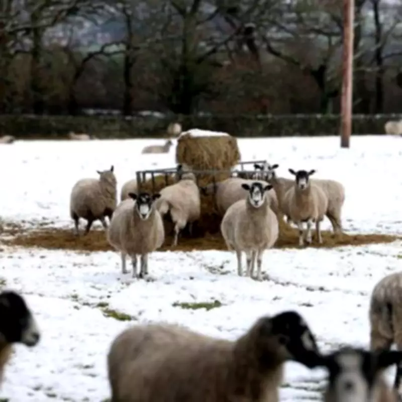 Yellow Snow Warning Issued for West Midlands with Up to 5cm Forecast