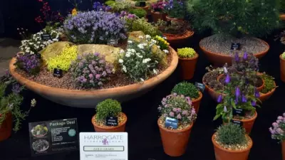 Alpines: The Hardy, Low-Maintenance Alternative to Spring Annuals