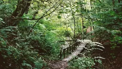 Ancient Phillips Park Woodland to be Restored by Manchester Web Hosting Company