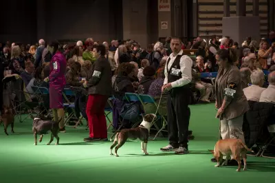Crufts 2026: Complete Guide to Tickets, Dates, and Categories at NEC Birmingham