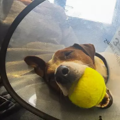 EastEnders Star Kacey Ainsworth's Dog Injured in Badger Fight, Fans Rally Support