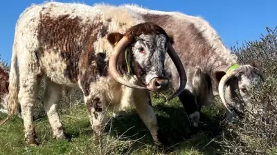 English Longhorn Cattle Return to Birkdale for Vital Winter Conservation Grazing
