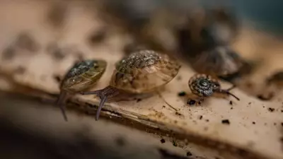 Greater Bermuda Snail Saved from Extinction Through International Conservation Effort