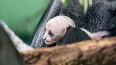 Paignton Zoo Celebrates Rare Double Birth of Endangered King Colobus Monkeys