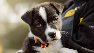 UK Dog Owners Face Scrutiny as New Responsible Ownership Framework Launched