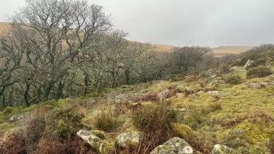 Volunteers Plant 800 Trees to Expand Dartmoor's Rare Temperate Rainforest