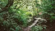 Ancient Phillips Park Woodland to be Restored by Manchester Web Hosting Company