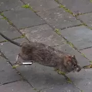 Birmingham's 'Rat Tax' Faces Another Increase Amid Council's Financial Recovery