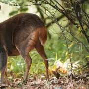 Deer Culling Rules to Change in England to Protect Woodlands and Crops