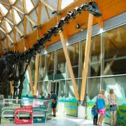 Dippy the Dinosaur Extends Coventry Stay After 500,000 Visitors