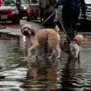 Dog Owners in England Warned to Avoid Puddles Due to Deadly Bacteria Risk