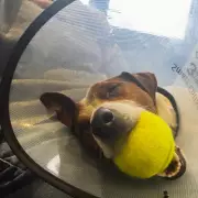 EastEnders Star Kacey Ainsworth's Dog Injured in Badger Fight, Fans Rally Support