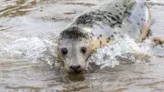 Elvis the Seal Pup Leads Musical Release Back to Devon Coast