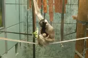 Endangered Pileated Gibbon Born at Twycross Zoo Marks Major Conservation Success