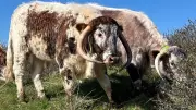 English Longhorn Cattle Return to Birkdale for Vital Winter Conservation Grazing