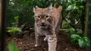 Eurasian Lynx Rescued from Ukraine War Zone Arrives at UK Sanctuary