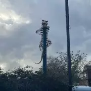 Fly-Tipping Crisis in Willenhall: Councillor Demands Action on Springvale and Ann Street