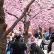 Free Japanese-Style Cherry Blossom Festival Returns to Birmingham City Centre