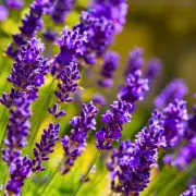 Gardeners Warned: Don't Uproot Dormant Lavender Before Spring Arrives