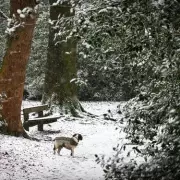 Midlands Braces for 2.7cm Snowfall: Hourly Arrival Forecast Unveiled