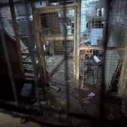 Mother and Daughter Convicted for Horrific Neglect of 43 Horses and Dogs