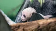 Paignton Zoo Celebrates Rare Double Birth of Endangered King Colobus Monkeys