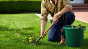 Professional Gardeners Can Help You Win the Battle Against Weeds and Moss